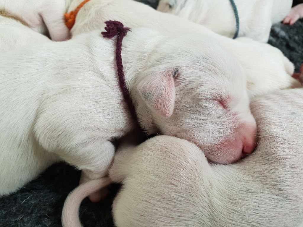 De Treskanvel - Les chiots de Luther et Ruby ont une semaine