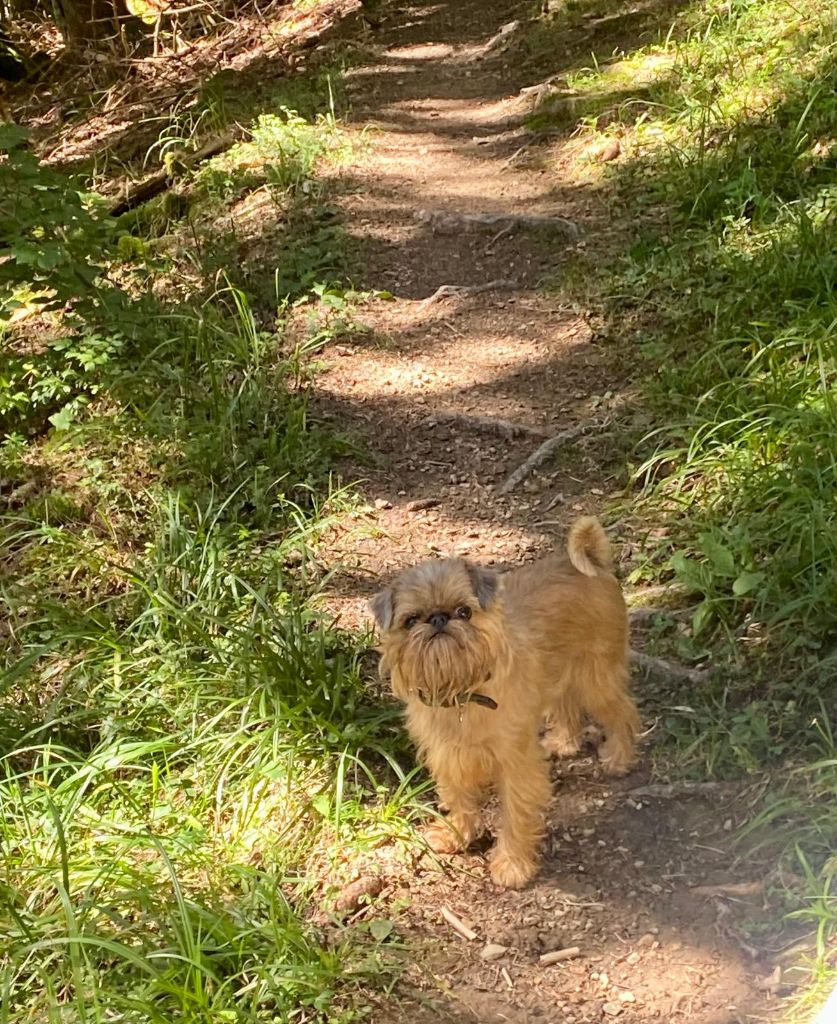 Vick en promenade 