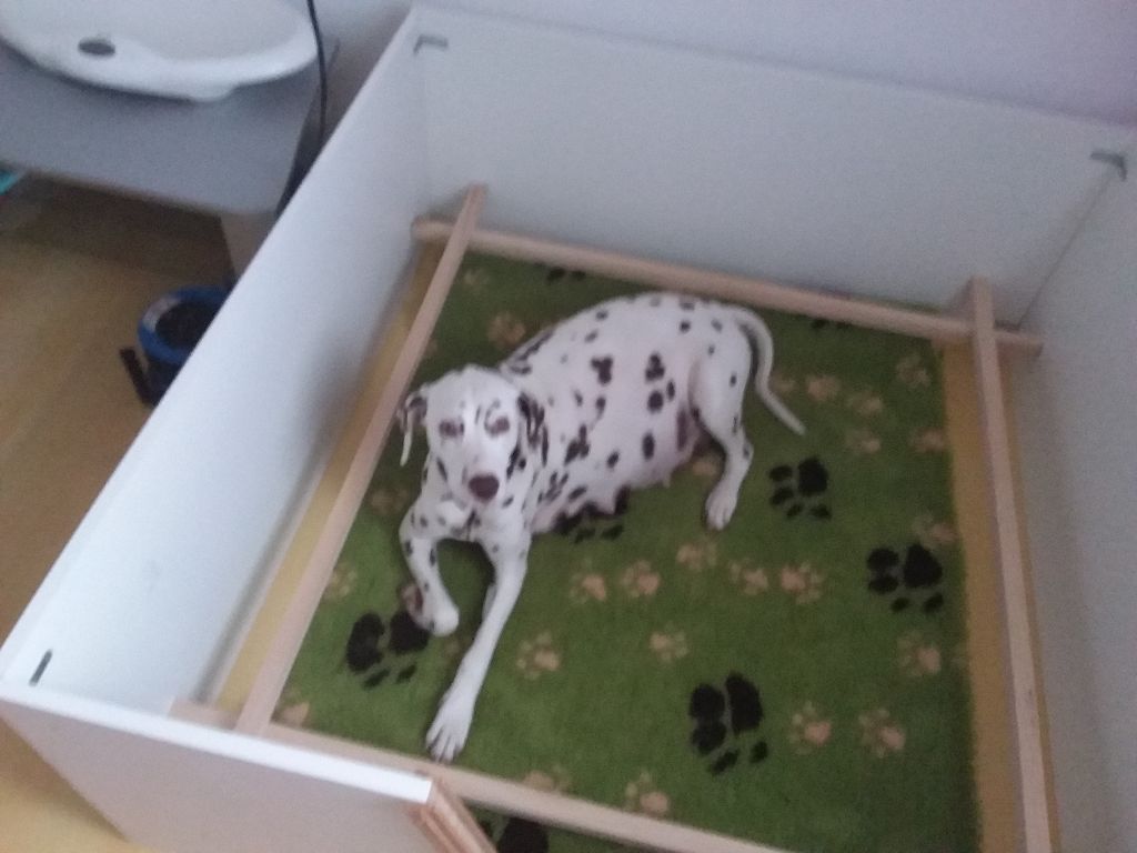 De Treskanvel - Ruby découvre la maternité