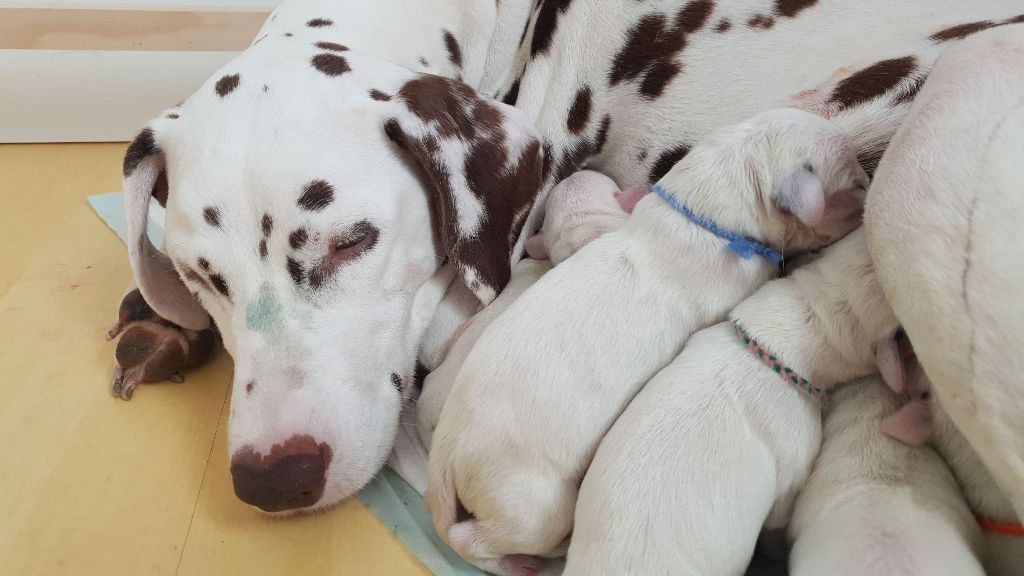 De Treskanvel - Les chiots ont 2 jours