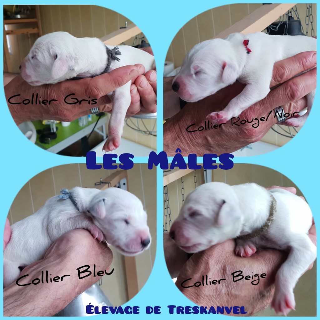 De Treskanvel - Dalmatien - Portée née le 14/06/2018