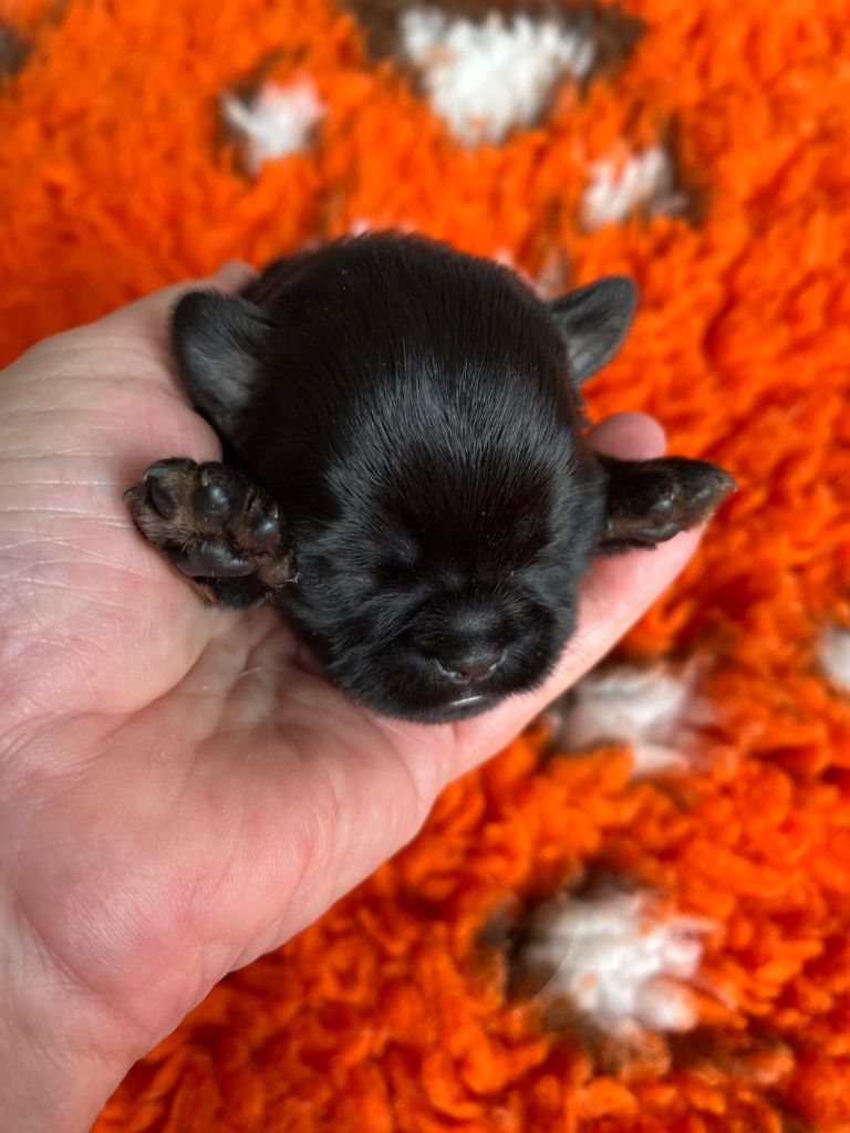 De Treskanvel - Chiots disponibles - Griffon bruxellois