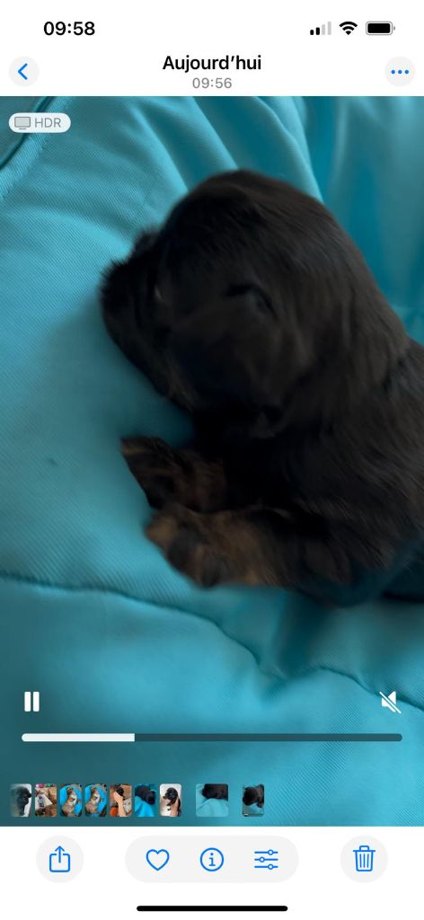 De Treskanvel - Chiots disponibles - Griffon bruxellois