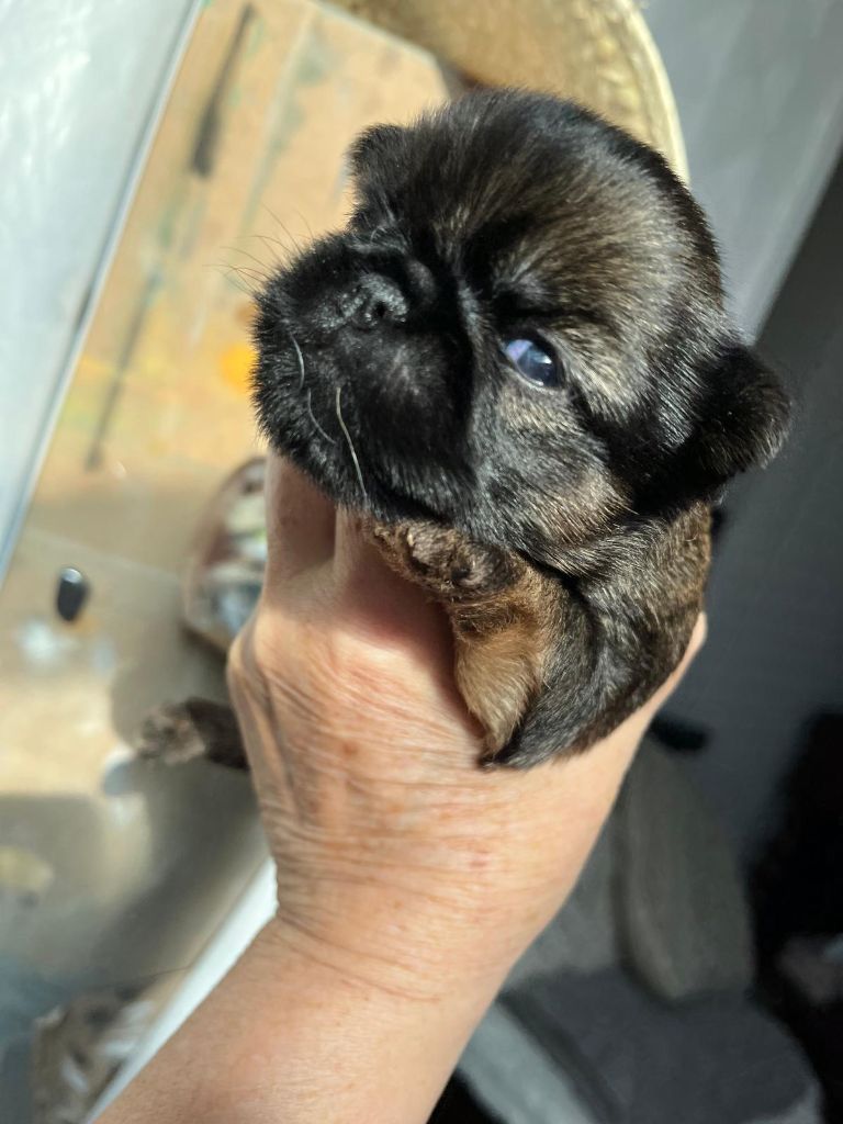 De Treskanvel - Chiots disponibles - Griffon bruxellois