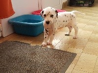 CHIOT