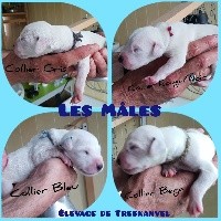CHIOT