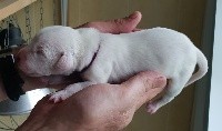 CHIOT