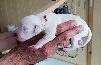 CHIOT