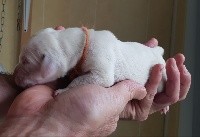 CHIOT