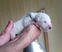 CHIOT