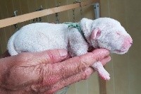 CHIOT