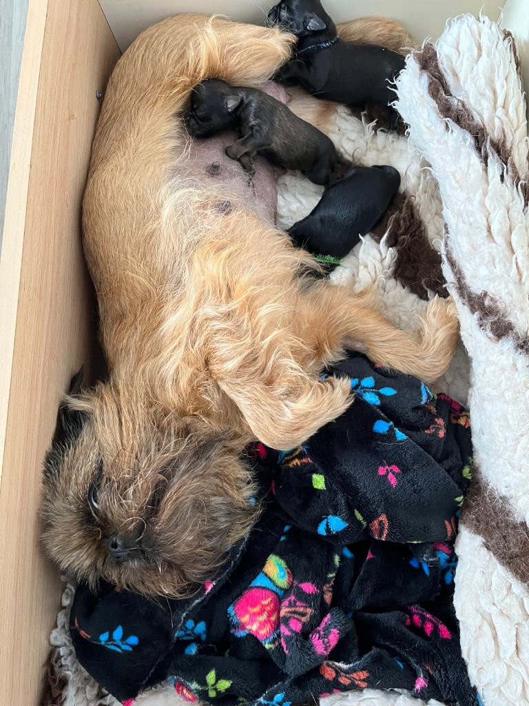 Chiot Griffon bruxellois De Treskanvel