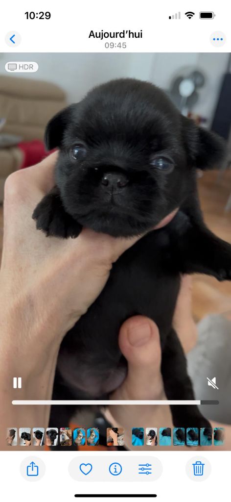 De Treskanvel - Chiots disponibles - Griffon bruxellois