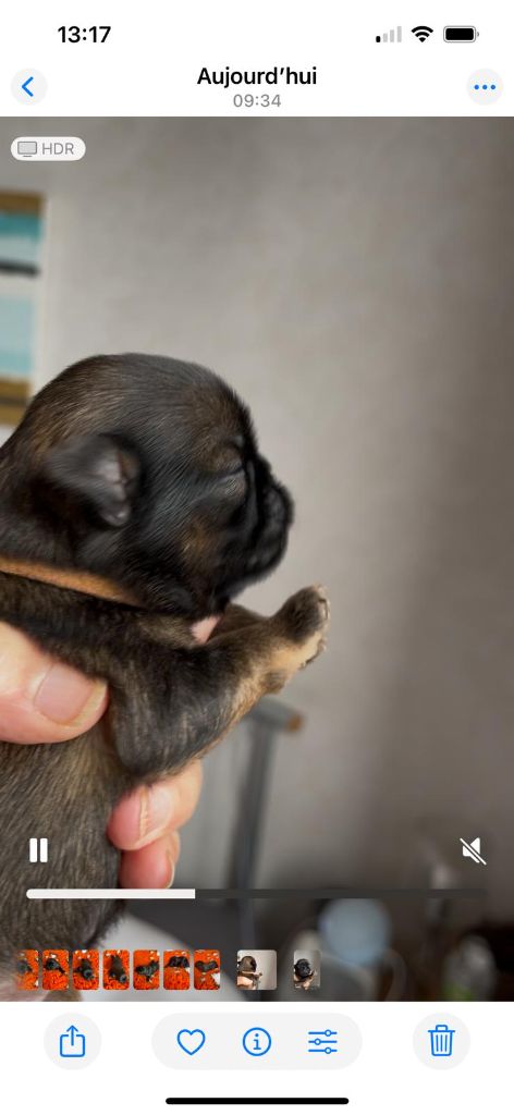 De Treskanvel - Chiots disponibles - Griffon bruxellois