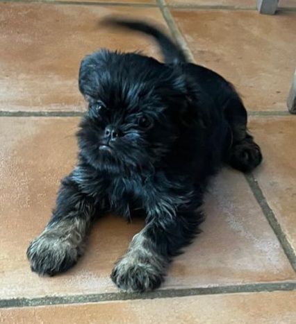 De Treskanvel - Chiots disponibles - Griffon bruxellois